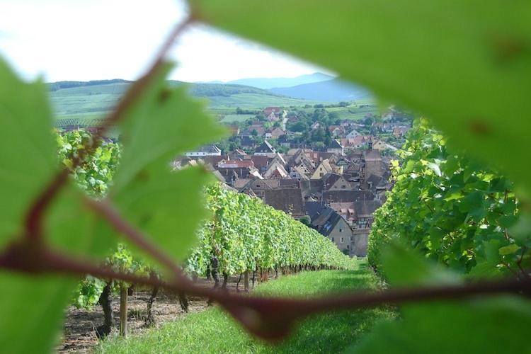 An Apartment In A 17Th Century Wine Grower S House Riquewihr Eksteriør billede